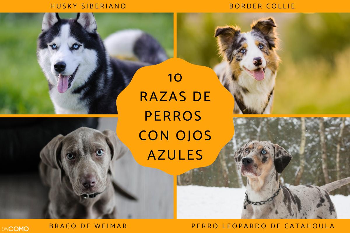 Las razas de perros con ojos azules: descubre los más bonitos