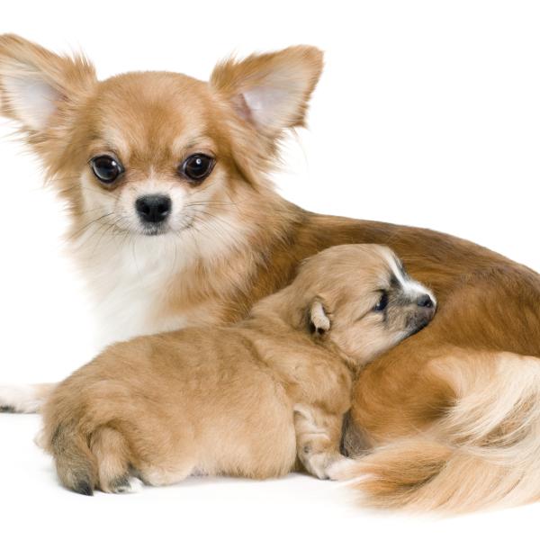 quien tuvo mas perros