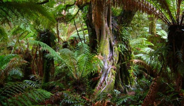 La Selva del Congo - localización y características - La selva tropical más grande del mundo