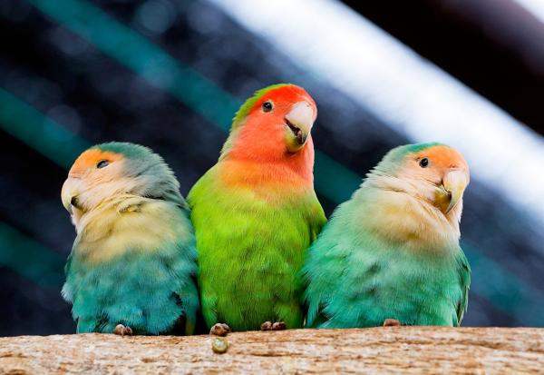 Cómo cuidar y alimentar a un agapornis