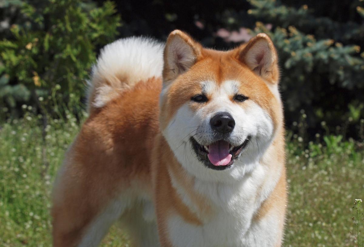 Cómo es el temperamento del akita inu