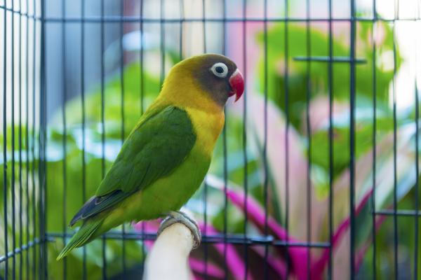 Cómo cuidar y alimentar a un agapornis - Luz y temperatura adecuadas