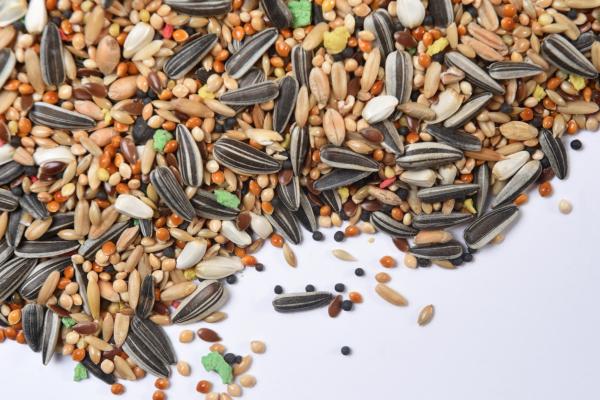 Cómo cuidar y alimentar a un agapornis - Qué comen los agapornis