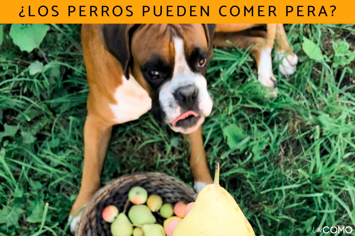 ¿Los perros pueden comer pera? Descubre sus beneficios y cómo darles esta fruta