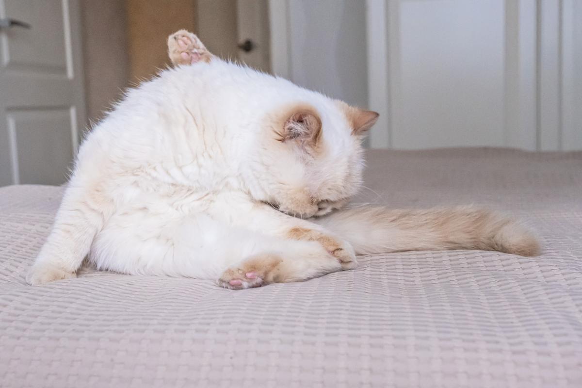 Por qué mi gato se lame mucho los genitales