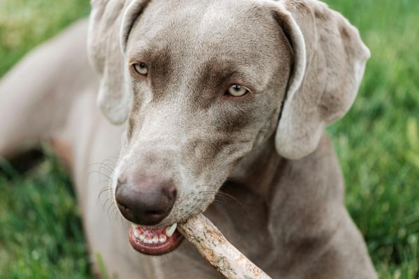 Razas de perros grises: descubre las más elegantes y únicas - Braco de Weimar