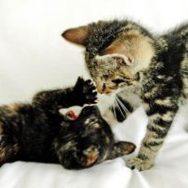 como hacer que mi gato sea mas sociable 21870 600 square