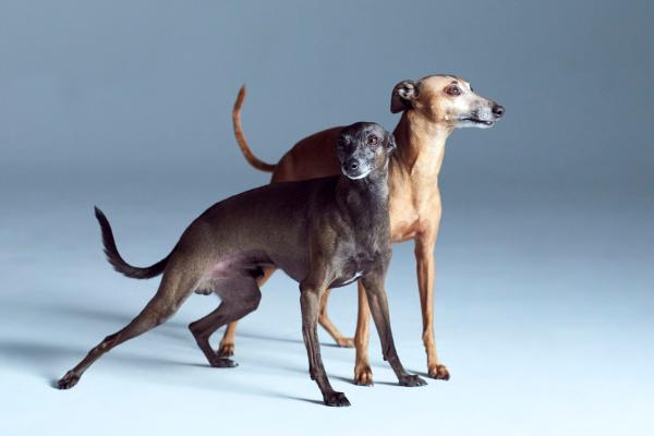 Razas de perros grises: descubre las más elegantes y únicas - Galgo italiano