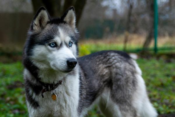 Razas de perros grises: descubre las más elegantes y únicas - Husky siberiano