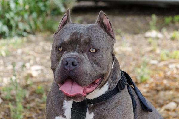 Razas de perros grises: descubre las más elegantes y únicas - Pitbull terrier americano