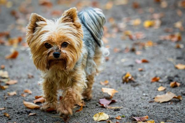 Razas de perros grises: descubre las más elegantes y únicas - Yorkshire terrier
