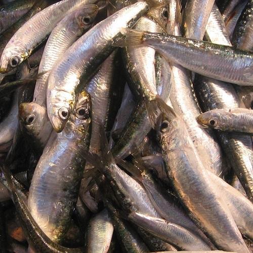 Alimentos beneficiosos para la artritis - Alimentos beneficiosos para la artritis: pescado azul