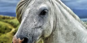 Cuántos años vive un caballo