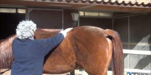 Cómo tratar los caballos con energía