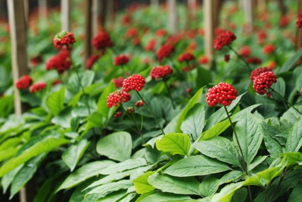 Plantas para atraer el amor - Ginseng