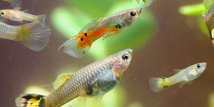 Cómo saber si mi pez está embarazada