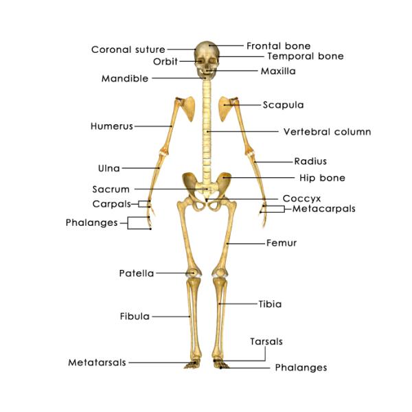 Cuántos huesos tenemos - Cuantos huesos tenemos
