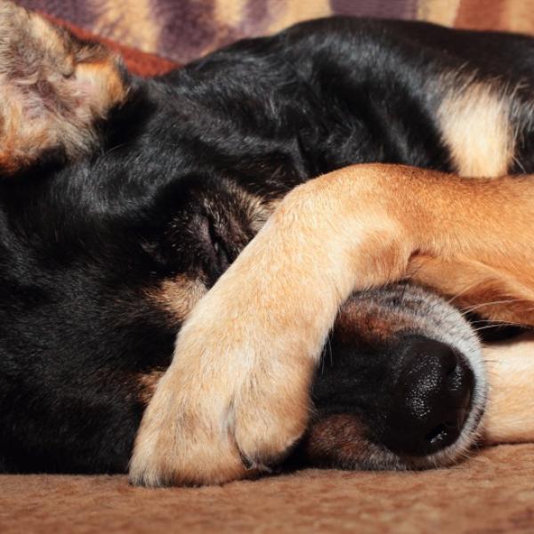 están tristes los perros cuando mueren sus cachorros