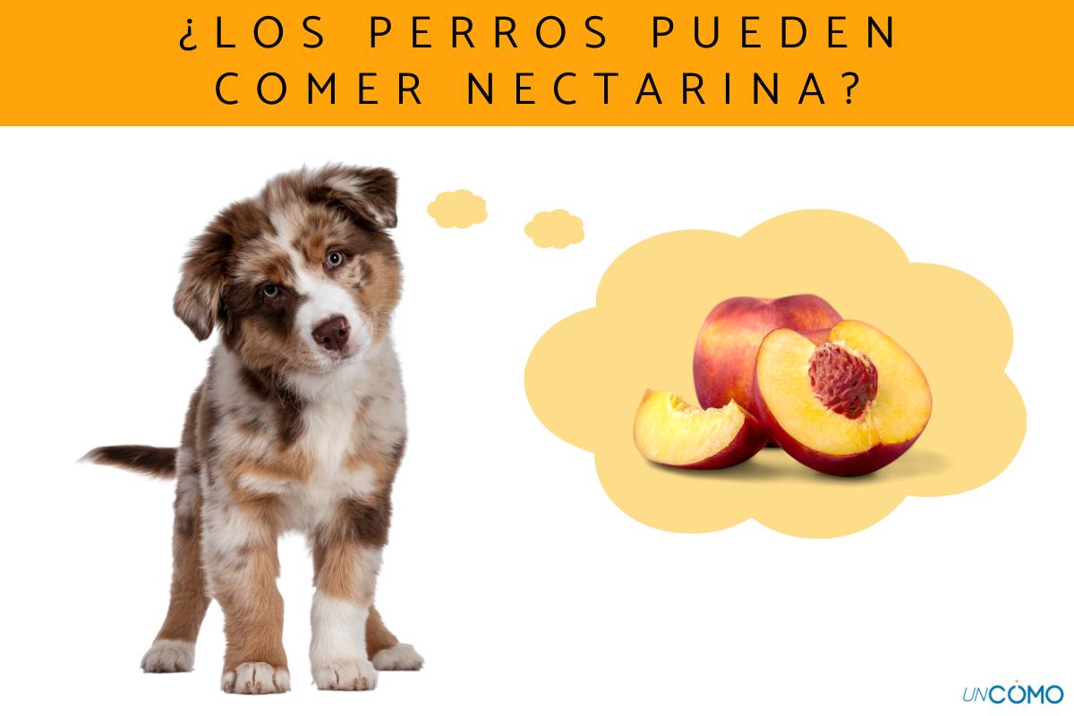¿Los perros pueden comer nectarina? Conoce los beneficios de esta fruta para tu peludo