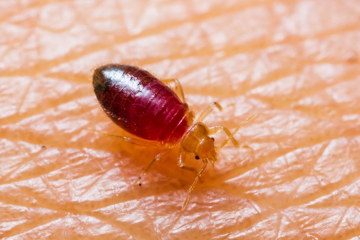 Por qué las chinches no pican a todos