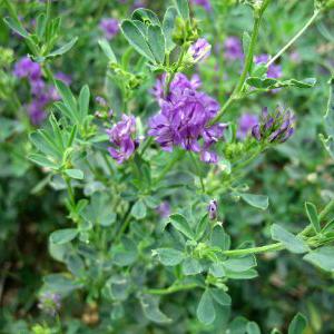 Cuáles son las propiedades de la alfalfa