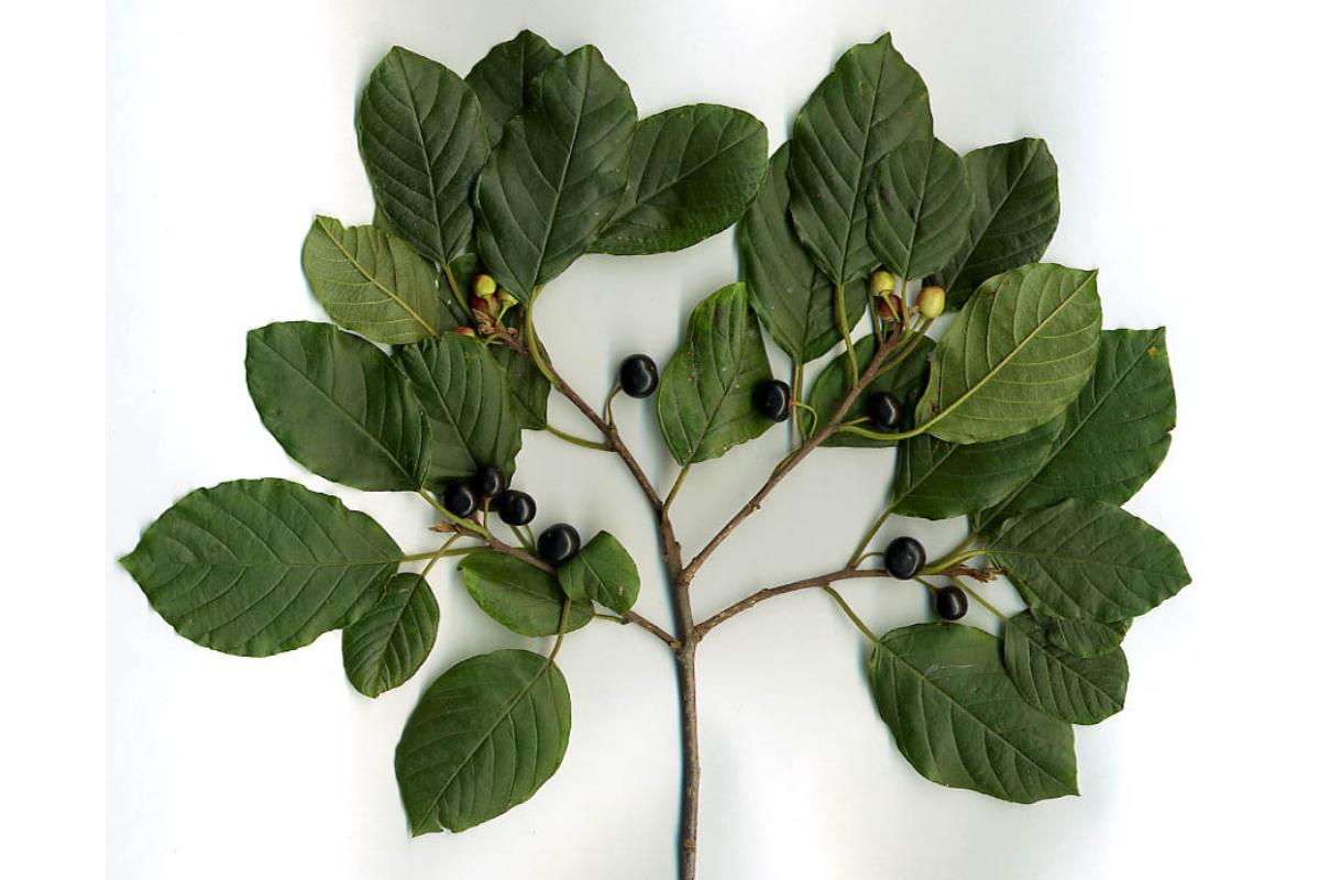 Efectos secundarios de la cáscara sagrada