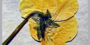 Cómo hacer flores prensadas con un libro