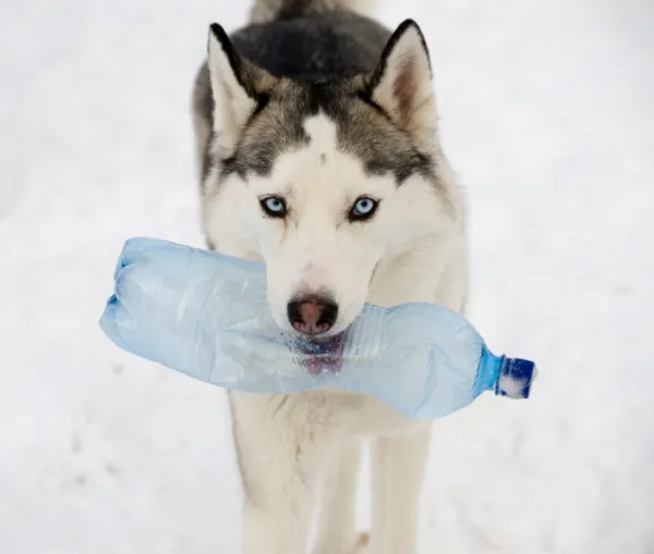 Juguetes para perros cachorros caseros sales