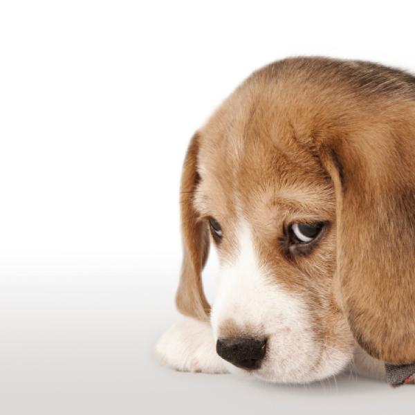 puede un perro vacunado contraer parvo de un cachorro