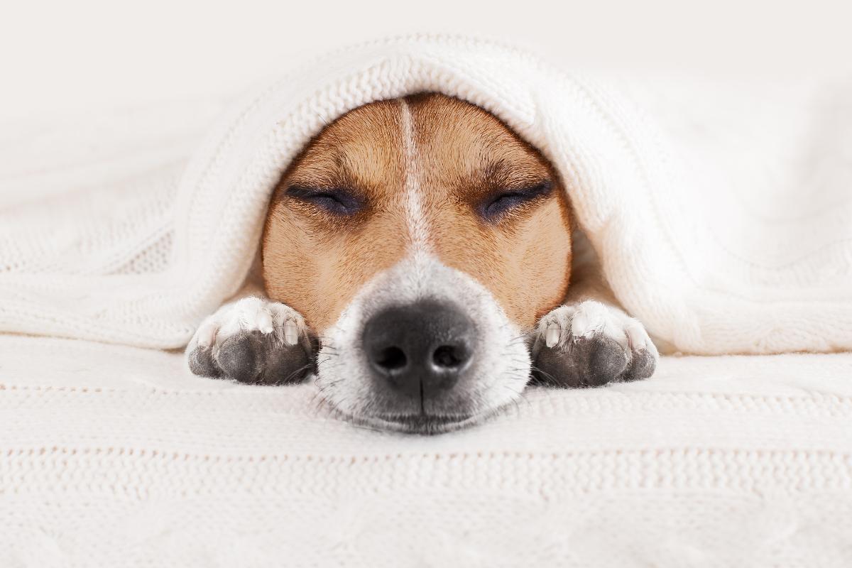 Cómo tratar el resfriado en perros