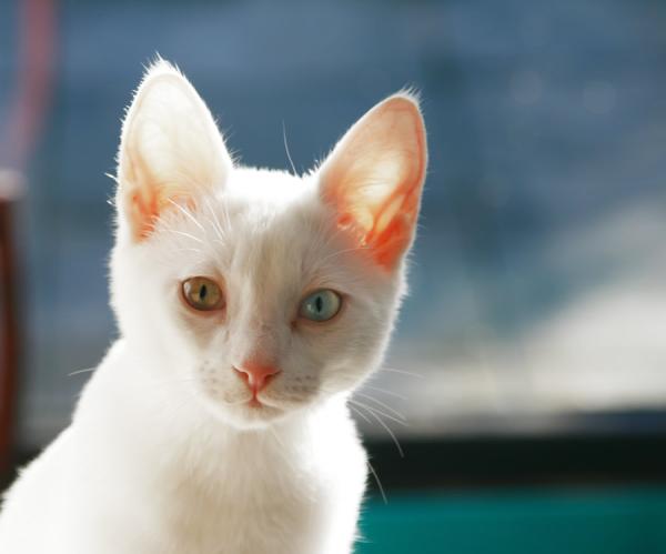 Cómo saber si mi gato es albino