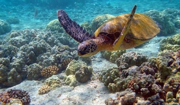 Cuál es el arrecife de coral más grande del mundo - Importancia ecológica de este arrecife 