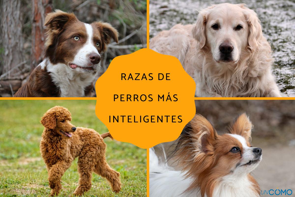Las razas de perros más inteligentes