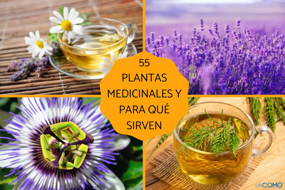 Nombres de plantas medicinales y para qué sirven