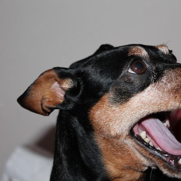 el pinscher aleman es una buena raza de perro