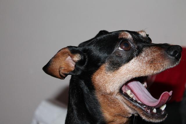 cuál es la historia de los perros pinscher