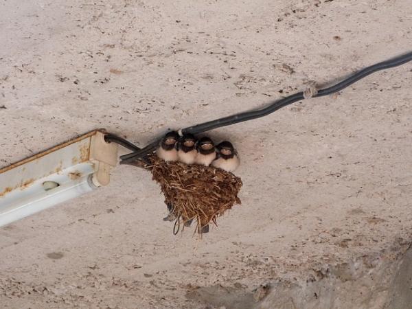 Cómo evitar que las golondrinas hagan nidos - Paso 1