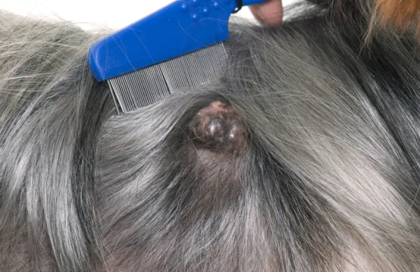 los ganglios linfáticos inflamados siempre significan cáncer de perro
