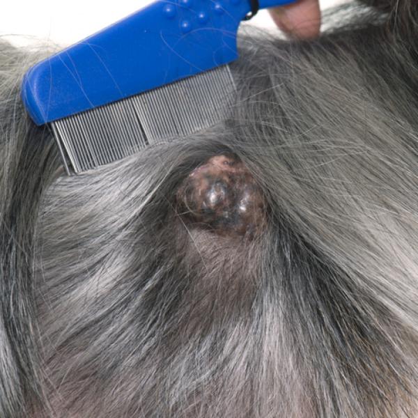 por que mi perro tiene un chichón en la cabeza