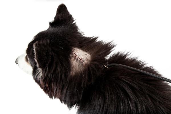 por qué los perros tienen bultos