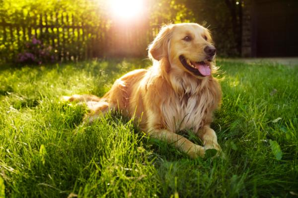 Cómo adiestrar a un golden retriever - Acuéstate