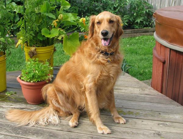 Cómo adiestrar a un golden retriever - Los premios y elogios