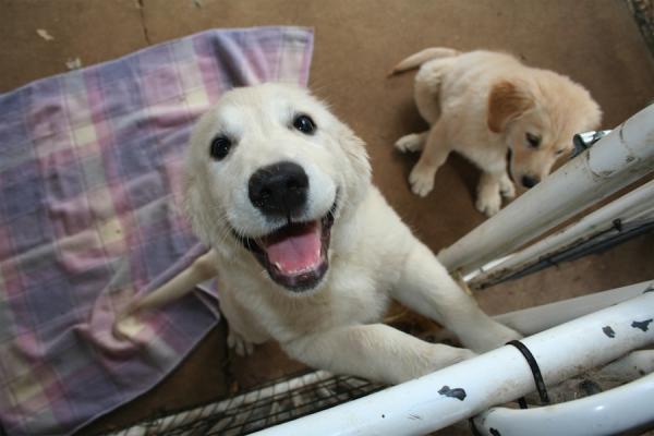 Cómo adiestrar a un golden retriever - Paciencia con tu mascota