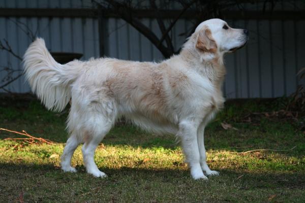 Cómo adiestrar a un golden retriever - Quieto