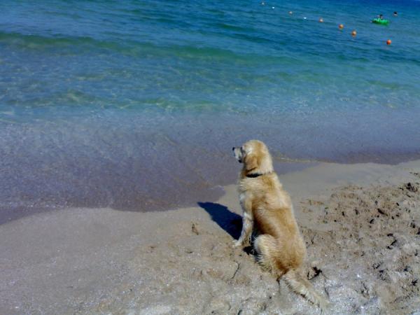 Cómo adiestrar a un golden retriever - Siéntate