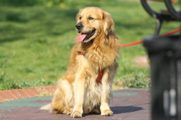 Cómo adiestrar a un golden retriever - Sigue