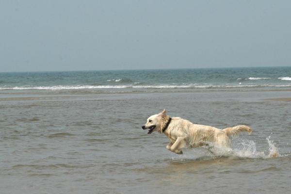 Cómo adiestrar a un golden retriever - Ven