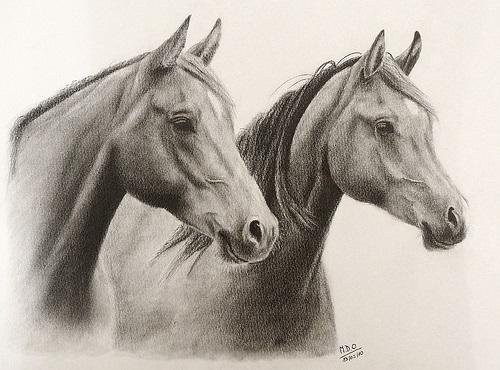 Cómo dibujar retratos de caballos