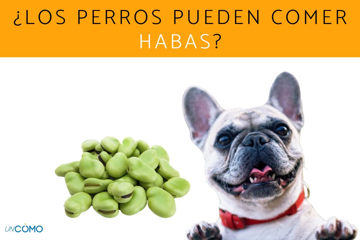¿Los perros pueden comer habas?