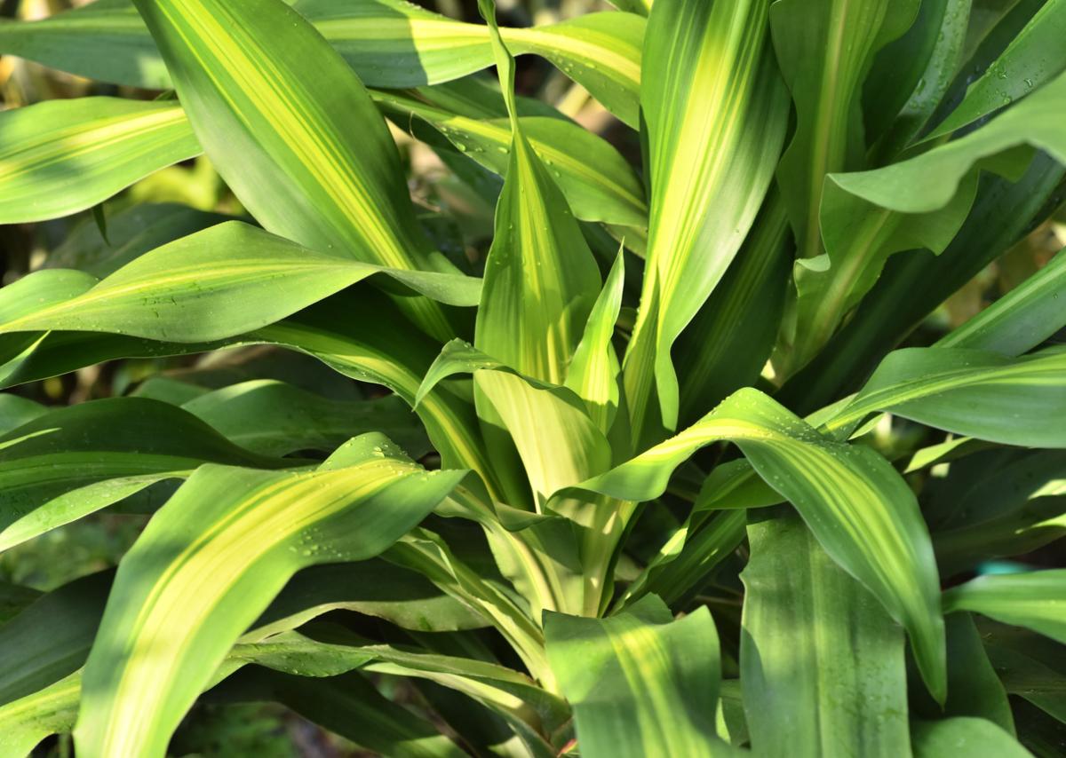 Cuidados del tronco de Brasil